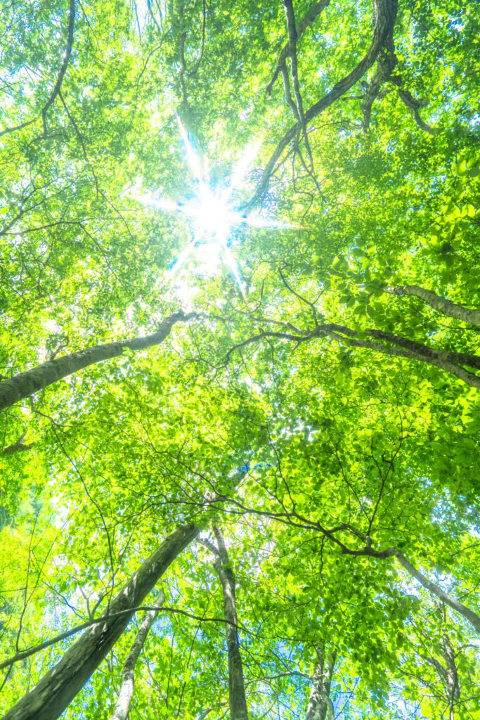 Authentic Self Empowerment (ASE)