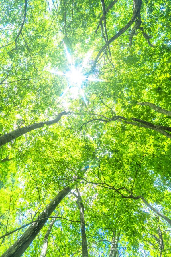 Authentic Self Empowerment (ASE)